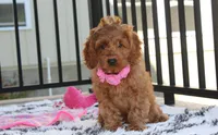Lyra, a female Cockapoo for sale in Millersburg, OH – 7 of 10