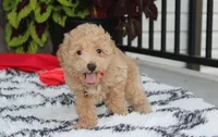 Kelby, a male Bichpoo for sale in Millersburg, OH – 7 of 10