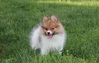 Theo, a male Pomeranian for sale in Millersburg, OH – 9 of 10