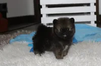 Buttons , a male Pomeranian for sale in Millersburg, OH – 4 of 9
