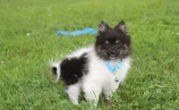 ZIGGY, a male Pomeranian for sale in Millersburg, OH – 7 of 10