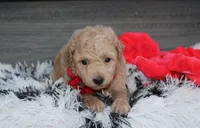 Kelby, a male Bichpoo for sale in Millersburg, OH – 2 of 6