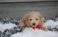 Kelby, a male Bichpoo for sale in Millersburg, OH – 3 of 6