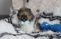 Teddy, a male Pomeranian for sale in Millersburg, OH – Photo 4 of 10