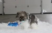 Teddy, a male Pomeranian for sale in Millersburg, OH – Photo 1 of 10