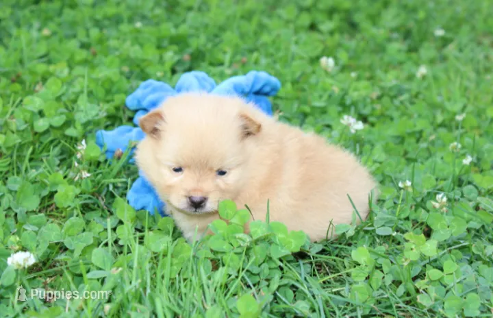 Finn – Pomeranian puppy for sale in Millersburg, OH