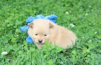 Finn, a male Pomeranian for sale in Millersburg, OH – 1 of 7