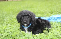 Ranger, a male Yorkipoo for sale in Millersburg, OH – 5 of 10