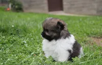 Juno, a female Pomeranian for sale in Millersburg, OH – 2 of 10