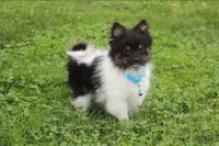 ZIGGY, a male Pomeranian for sale in Millersburg, OH – 2 of 10