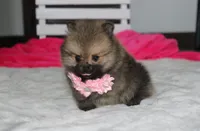 Zoey, a female Pomeranian for sale in Millersburg, OH – 10 of 10