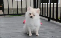 Cooper , a female Pomeranian for sale in Millersburg, OH – 2 of 5