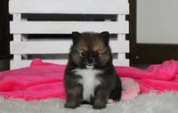 Bailey , a female Pomeranian for sale in Millersburg, OH – 1 of 10