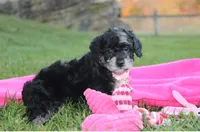Bella, a female Poodle - Miniature  for sale in Millersburg, OH – 7 of 10