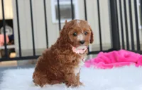 Lexi, a female Cavapoo for sale in Millersburg, OH – 4 of 10