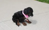 Athena , a female Poodle - Miniature  for sale in Millersburg, OH – Photo 2 of 5