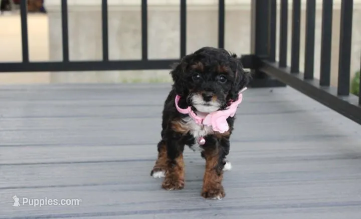Athena  – Poodle - Miniature  puppy for sale in Millersburg, OH
