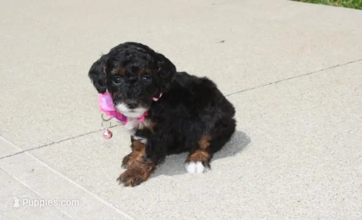 Athena  – Poodle - Miniature  puppy for sale in Millersburg, OH