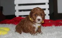 Mateo, a male Cavapoo for sale in Millersburg, OH – 2 of 6