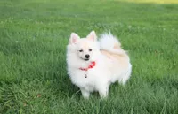 Cooper , a male Pomeranian for sale in Millersburg, OH – 4 of 10