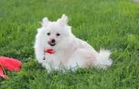 Cooper , a male Pomeranian for sale in Millersburg, OH – 7 of 10