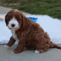 Dante , a male Cavapoo for sale in Millersburg, OH – Photo 8 of 10