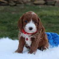 Dante , a male Cavapoo for sale in Millersburg, OH – Photo 3 of 10