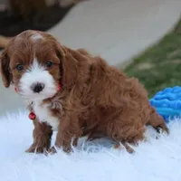 Dante , a male Cavapoo for sale in Millersburg, OH – Photo 7 of 10