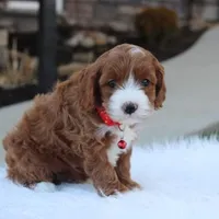 Dante , a male Cavapoo for sale in Millersburg, OH – Photo 2 of 10