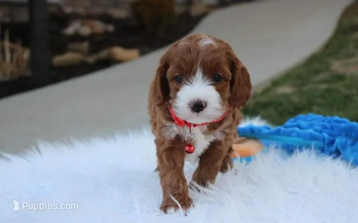 Dante , a male Cavapoo for sale in Millersburg, OH – Photo 1 of 10