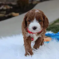 Dante , a male Cavapoo for sale in Millersburg, OH – Photo 1 of 10