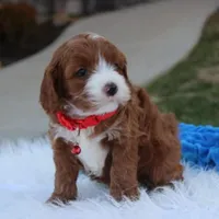 Dante , a male Cavapoo for sale in Millersburg, OH – Photo 10 of 10