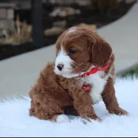 Dante , a male Cavapoo for sale in Millersburg, OH – Photo 9 of 10