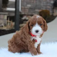 Dante , a male Cavapoo for sale in Millersburg, OH – Photo 5 of 10