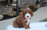 Dante , a male Cavapoo for sale in Millersburg, OH – Photo 5 of 10