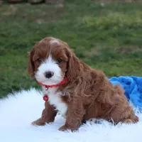 Dante , a male Cavapoo for sale in Millersburg, OH – Photo 4 of 10