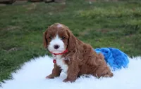 Dante , a male Cavapoo for sale in Millersburg, OH – Photo 4 of 10