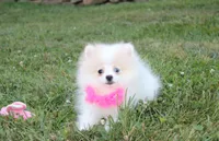 Roxy, a female Pomeranian for sale in Millersburg, OH – 3 of 7