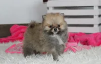 Bonnie, a female Pomeranian for sale in Millersburg, OH – 4 of 10