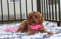 Lacie, a female Cockapoo for sale in Millersburg, OH – 5 of 7