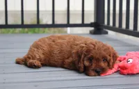 Max, a male Cavapoo for sale in Millersburg, OH – 4 of 9