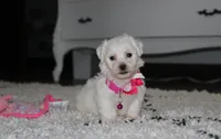 Jasmine , a female Bichon Frise for sale in Millersburg, OH – 4 of 10