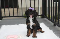 Amber , a female Poodle - Miniature  for sale in Millersburg, OH – 2 of 4