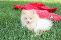 Teddy , a male Pomeranian for sale in Millersburg, OH – 3 of 9