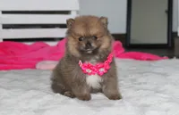 Zara, a female Pomeranian for sale in Millersburg, OH – 6 of 10