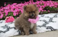 Zara, a female Pomeranian for sale in Millersburg, OH – 5 of 10