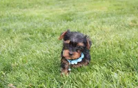 Enzo, a male Yorkipoo for sale in Millersburg, OH – 5 of 6
