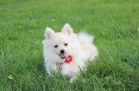 Cooper , a male Pomeranian for sale in Millersburg, OH – 10 of 10