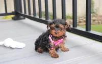Ella , a female Yorkipoo for sale in Millersburg, OH – 4 of 7