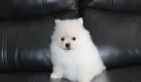 Ruby, a female Pomeranian for sale in Millersburg, OH – 7 of 9